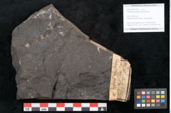 Foto (Objekt + Etikett) von Thinnfeldia gracilis Ettingshausen (NHMW-GEO-2024-0188-10315)